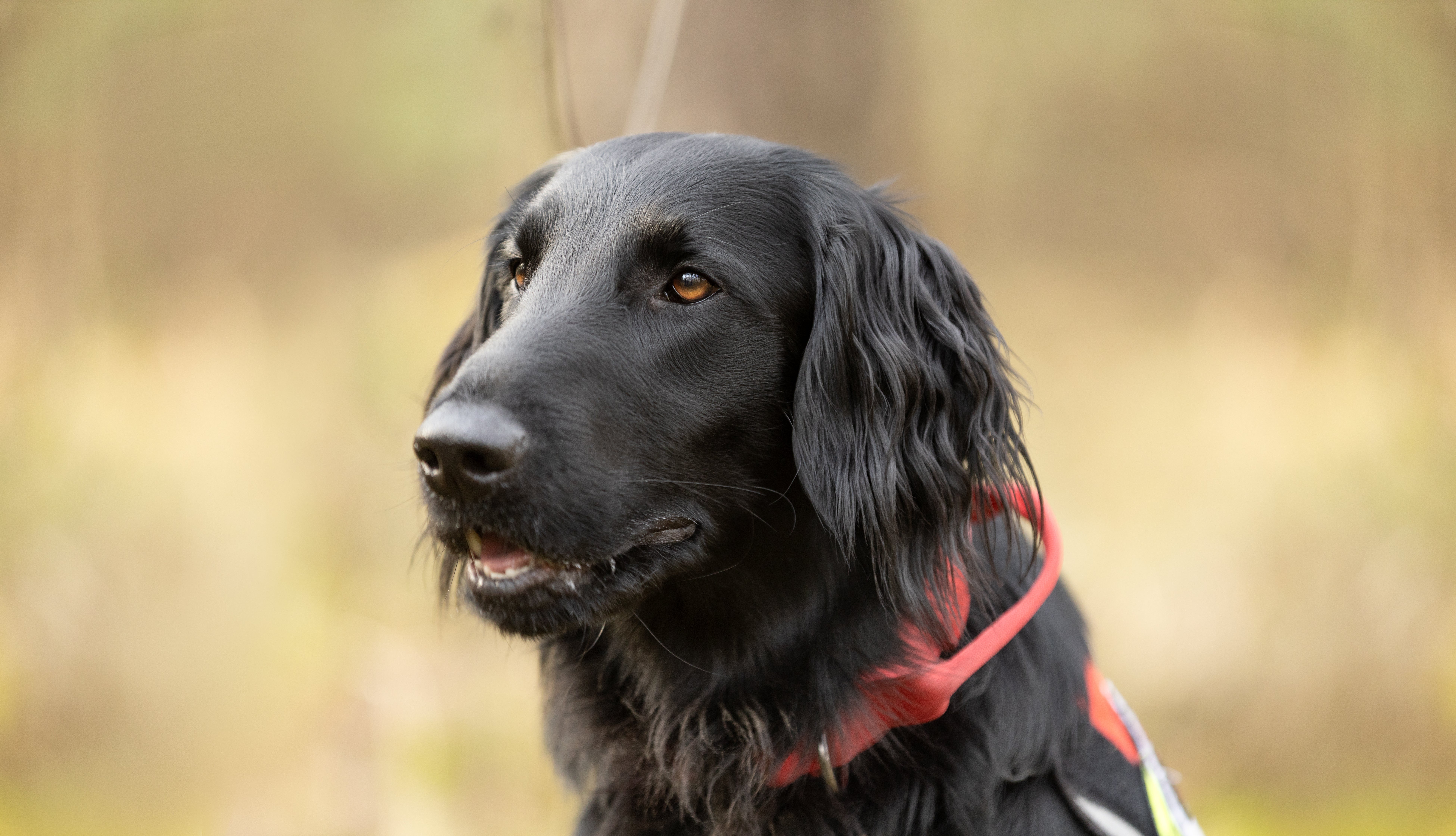 Flat Coated Retriever Dog Breed Adoption Info Petfinder